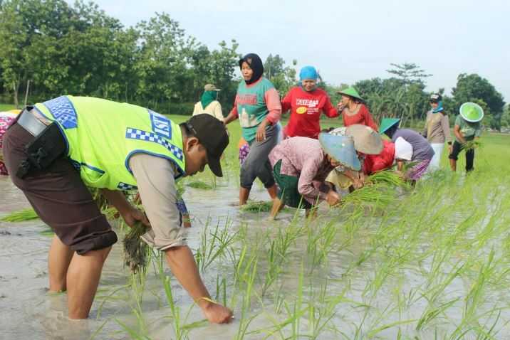 Ada Tanam Padi Berhadiah Kulkas, di Sawah Milik Kades Bakalan, Tambakrejo