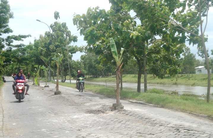 Tujuh Pohon Pisang Ditanam di Tengah Jalan Paving Rusak di Semanding, Bojonegoro Kota