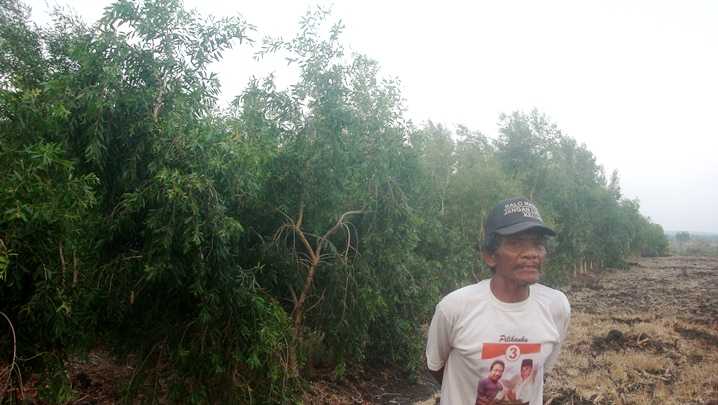 Pesanggem Tanaman Kayu Putih di KRPH Ringinanom, RPH Nglambangan, Pasrah Dengan Nasibnya