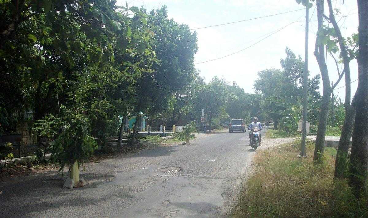 3 Pohon Pisang Tumbuh di Jalan Munginsidi, Pacul, Bojonegoro