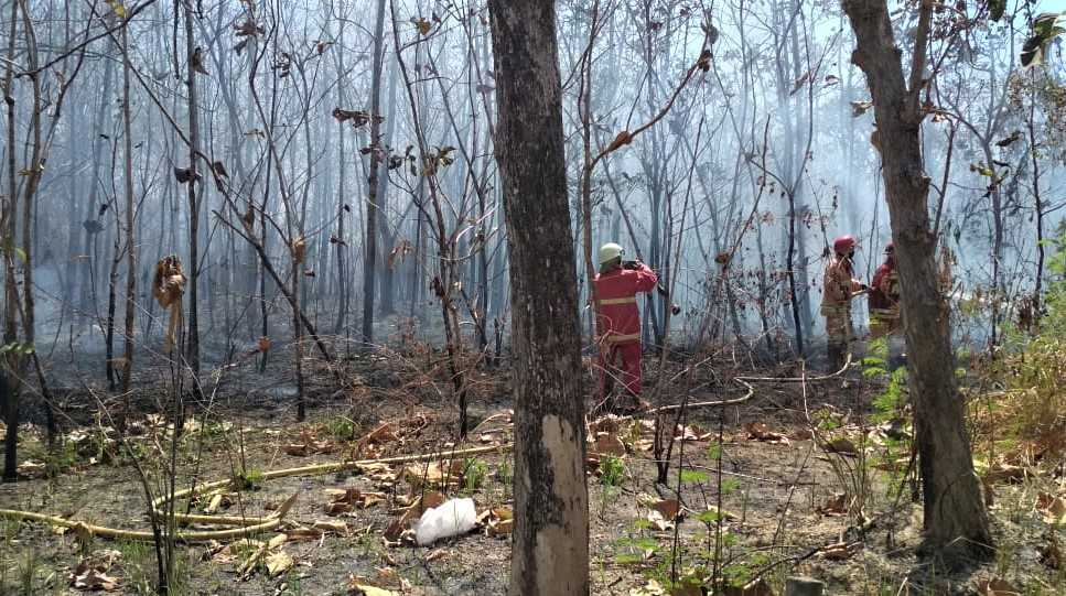 Hutan Jati Rakyat Seluas 4,5 Hektar di Gunungsari, Baureno, Alami Kebakaran 6