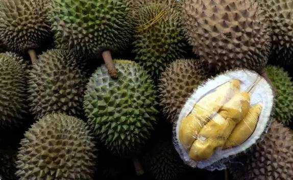 Agro Wisata Di Sugihan, Solokuro, Lamongan Tawarkan Durian Montong Spesial