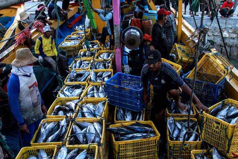 Kasihan Nelayan Lamongan, Tangkapan Tongkol Melimpah Harga Merosot Tajam