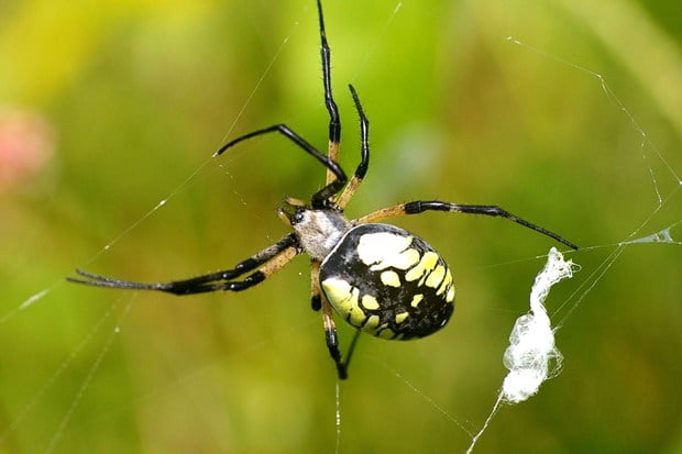 Sosok “Spiderman” yang Dijelaskan Dalam Al-Qur’an Huruf Arab Dan Latin