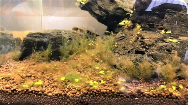 brown alga aquascape