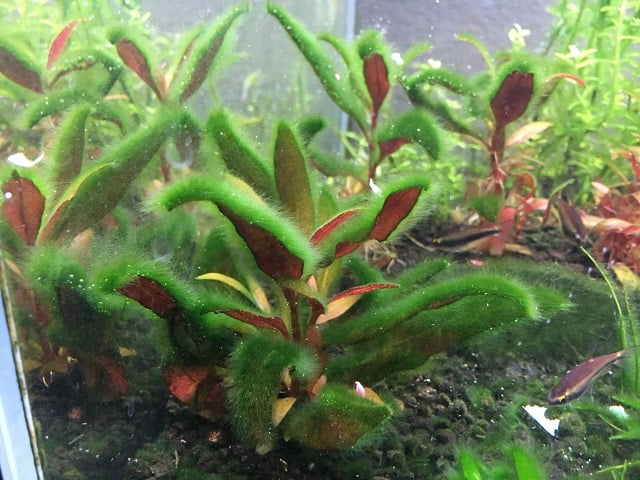 Green Fuzz Alga aquascape