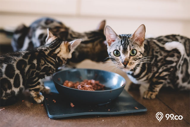cara merawat kucing bengal makanan