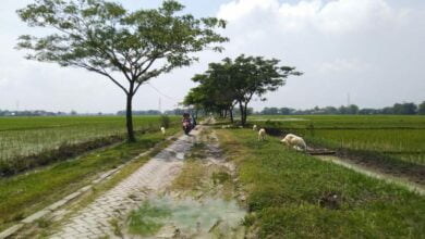 Jalan Poros Desa Dari Tlogorejo Ke Blongsong Sekitar 400 Meter Kondisinya Rusak Berat Dan Perlu Segera Diperbaiki 3