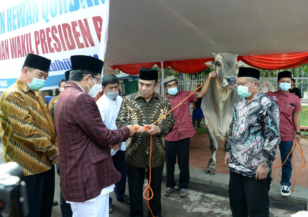 Presiden Jokowi Berkurban Sapi Seberat 1 Ton di Sumbar, Ini Penampakannya , Kabar Terkini