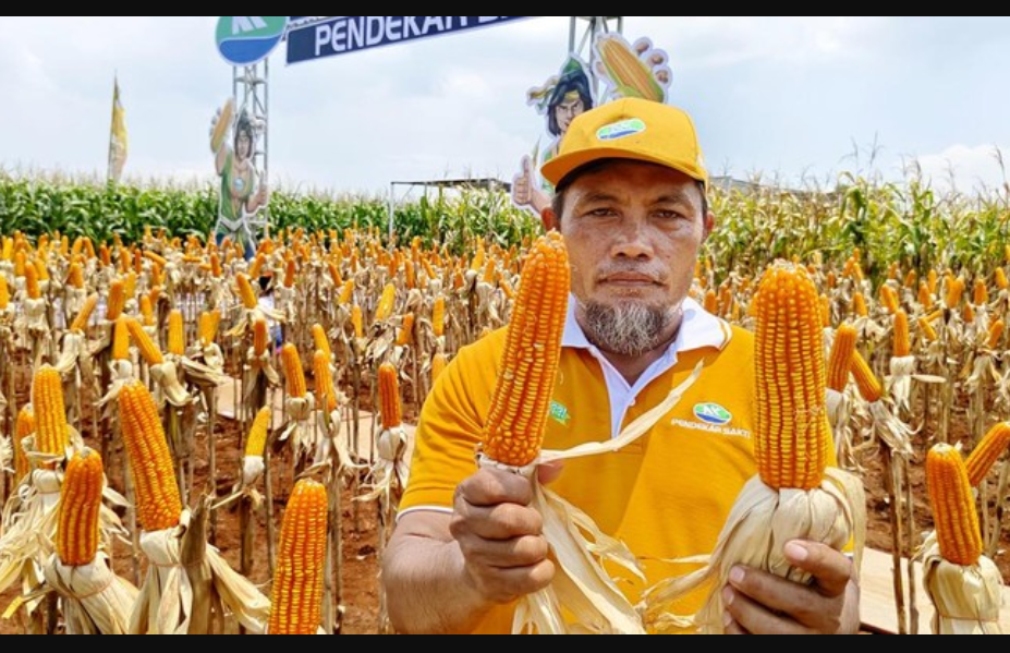 Mantap, Petani Solokuro, Lamongan Panen Jagung Bioteknologi, Bisa Panen Berton ton