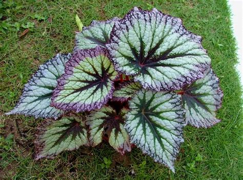 Begonia, Pesona Bunga yang Mengagumkan dan Penuh Kejutan