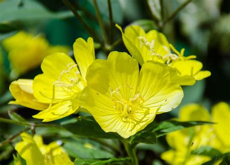 Penemuan dan Wawasan Tak Tertahankan dari Tanaman Bunga Evening Primrose