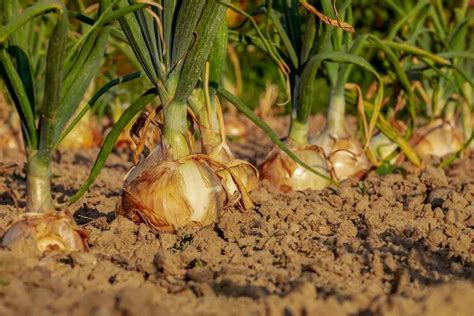 Rahasia Tanaman Bawang Bombai: Khasiat Luar Biasa untuk Kesehatanmu