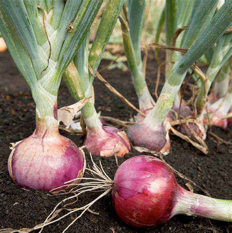 Rahasia Tanaman Bawang Merah Terungkap! Manfaat dan Cara Budidaya yang Optimal