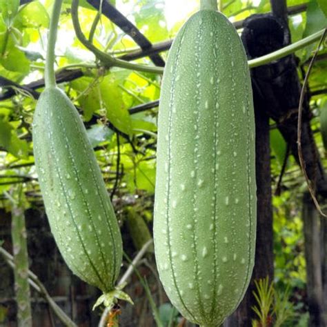 Temukan Rahasia Tanaman Blustru: Manfaat dan Cara Budidaya