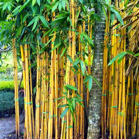 Terungkap! Rahasia Tanaman Bambu Kuning Untuk Herbal