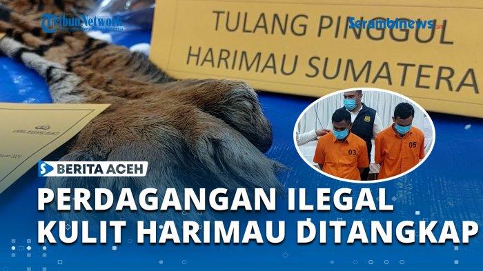 Polda Aceh Berhasil Ungkap Jaringan Perdagangan Kulit Harimau Sumatra, Pelaku Berinisial SB Ditangkap di Nagan Raya