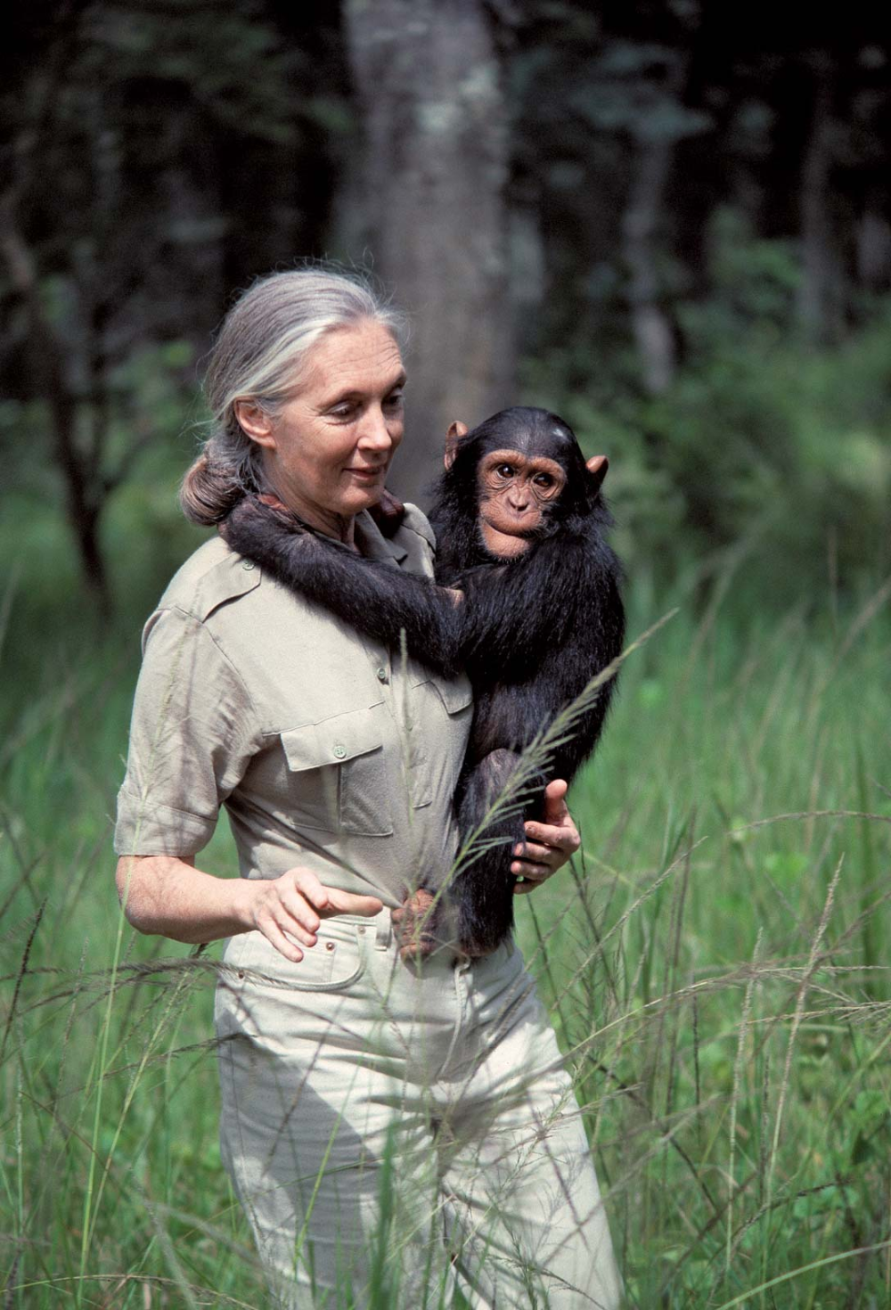 Warisan Luar Biasa: Penghormatan Mengalir untuk Jane Goodall, Sang Ahli Simpanse yang Meninggal di Usia 91 Tahun