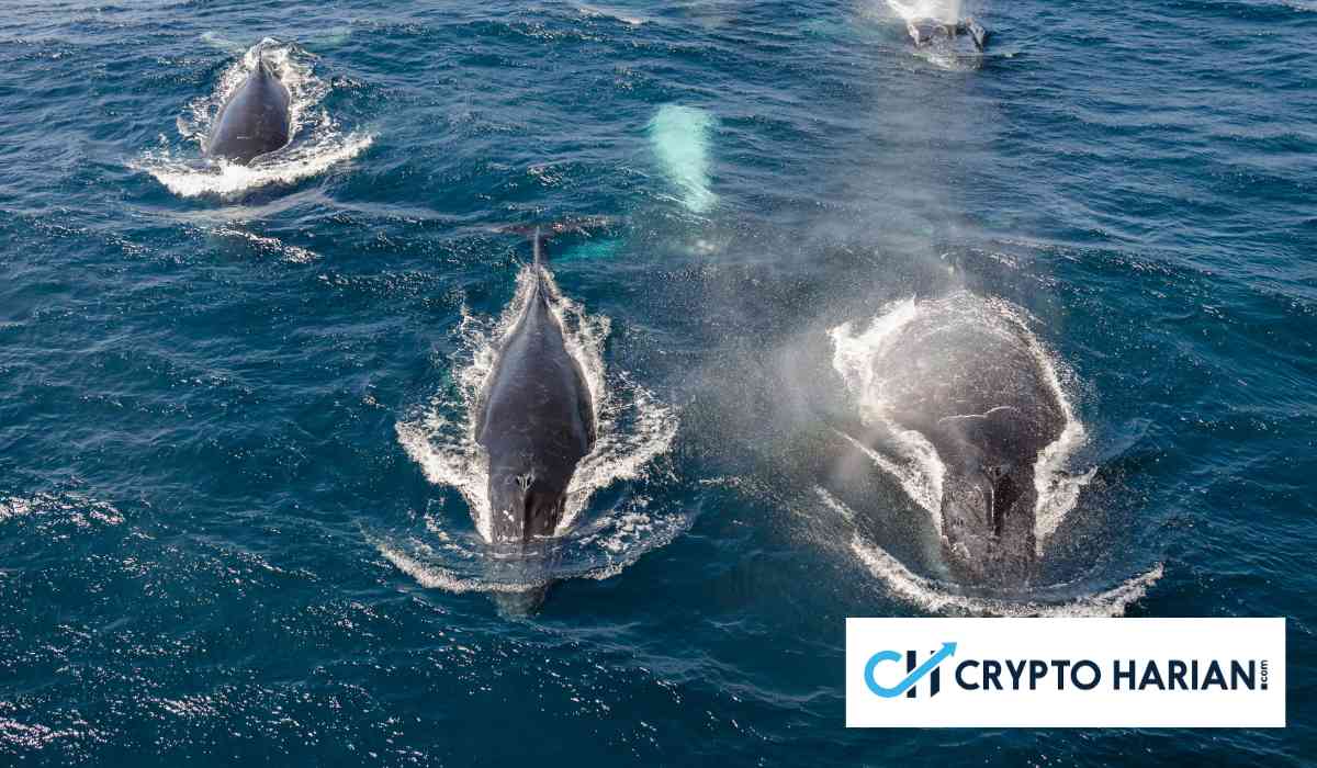 Aktivitas Whale Besar Bitcoin Menurun Drastis: Siapa Penggerak Pasar Kini?