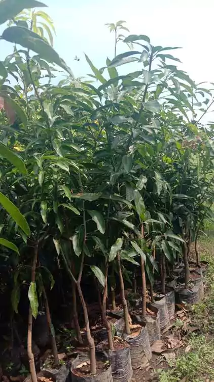 Heboh Penemuan Kebun Sawit di Cirebon, Pemerintah akan Ganti dengan Bibit Mangga