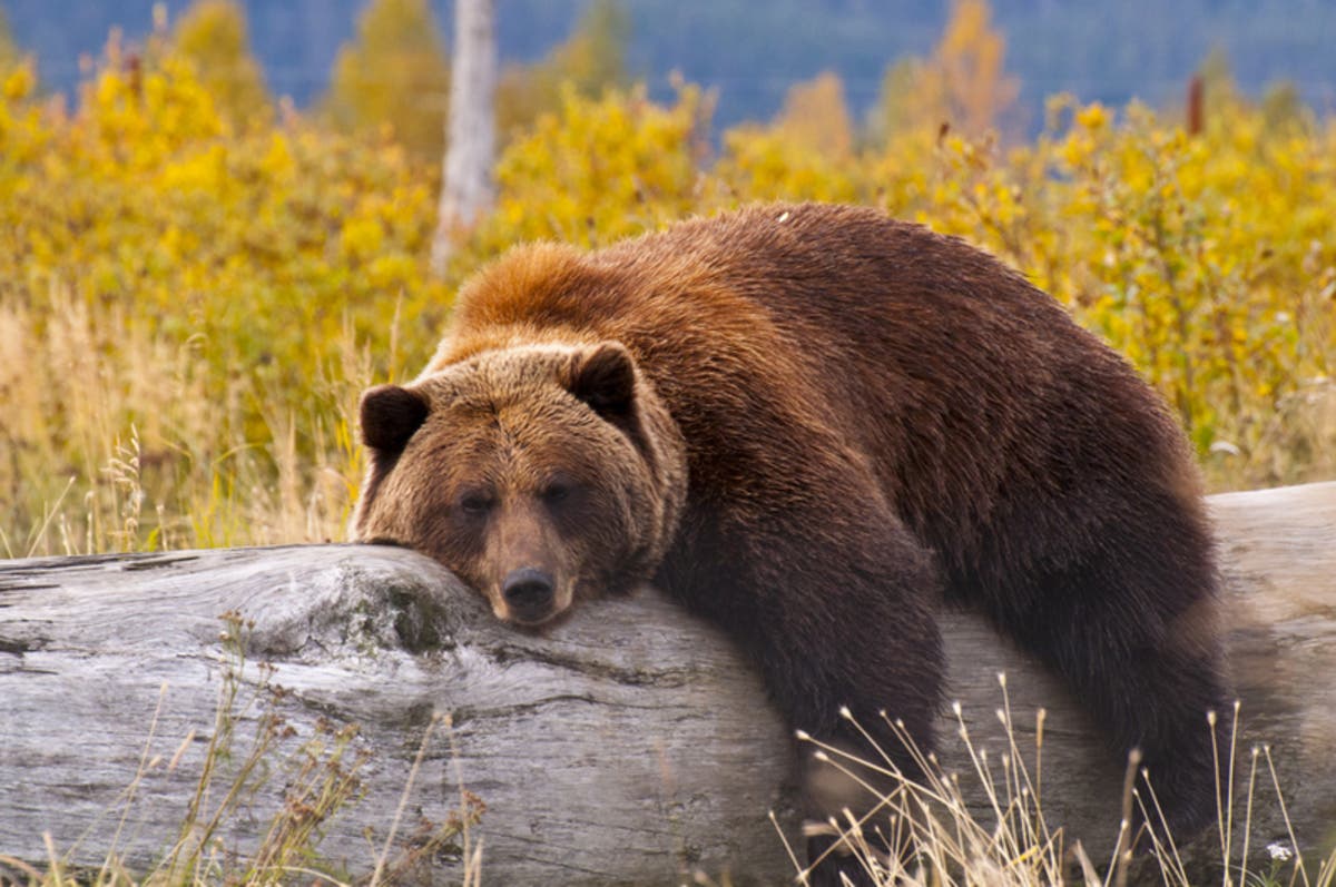 Community Walk Honors Euthanized Monrovia Mama Bear; Over 100 Neighbors Call for Policy Change