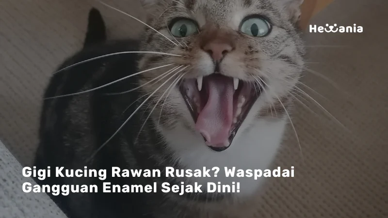 Misteri Gigi Depan Kucing Kecil Terungkap: Ini Penjelasannya!