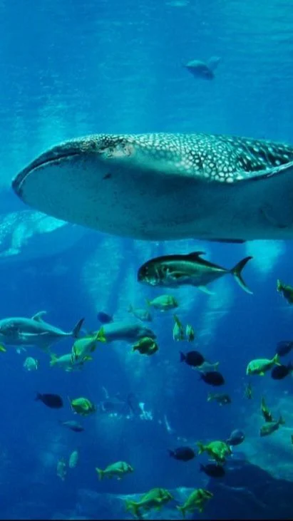 Misteri Ikan Tenggelam: Benarkah Ikan Bisa Terselam di Air? Penjelasan Ilmiah Lengkap