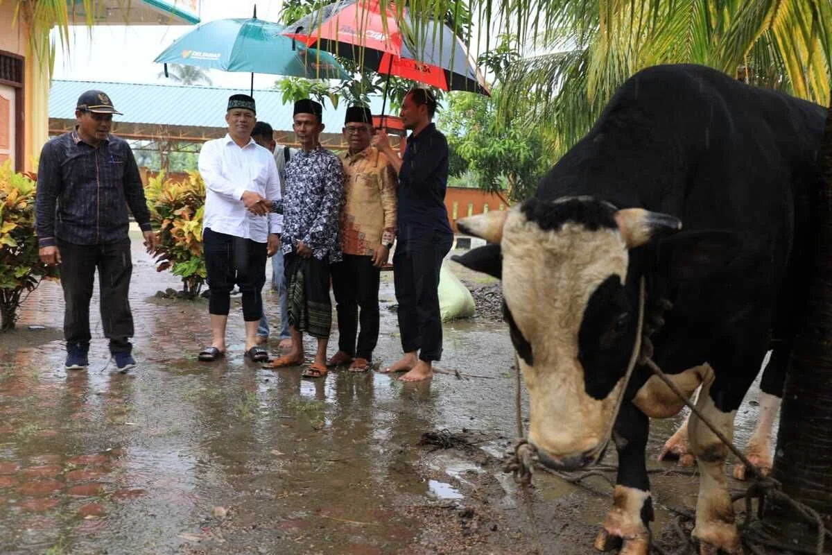 Presiden Prabowo Salurkan 1.123 Sapi Meugang untuk 852 Desa Aceh Utara: Bantuan Besar di Tengah Banjir